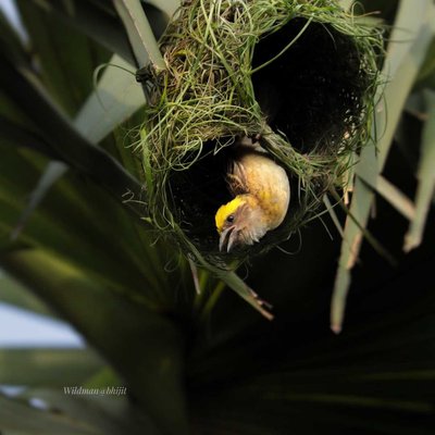 Birds world 