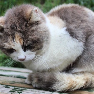Miskin 🐈