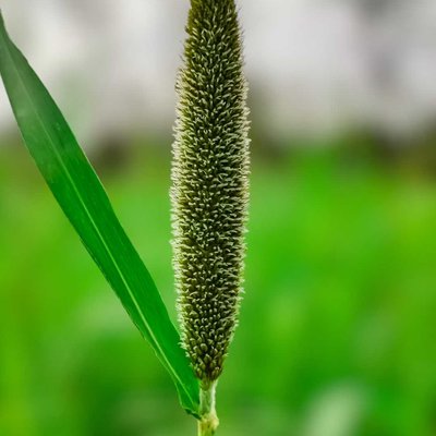 Millet Plant 🌾💚