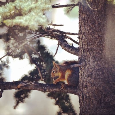 Squirrel🐿️🧡