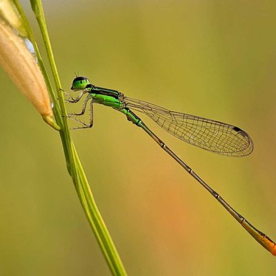 Damesfly