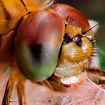Dragon fly 👁️