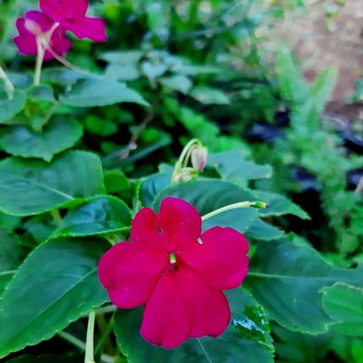Purplish Red Impatiens Walleriana Flower