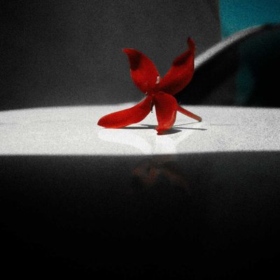 the beautiful red flower on car