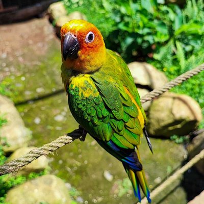 Parrot