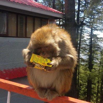 A Monkey having Frooti!