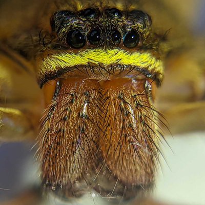 Pantropical Huntsman Spider 🕷️🕸️