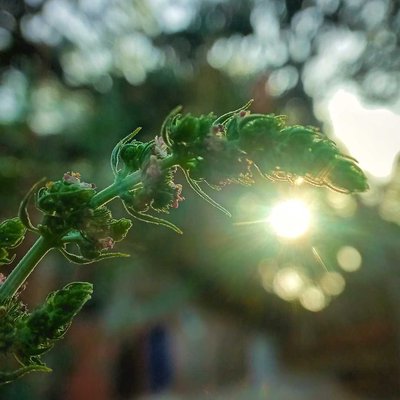 bunga rumput liar