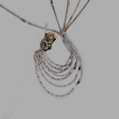 mobile macrophotography
