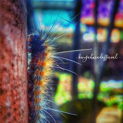 Hyphantria cunea
