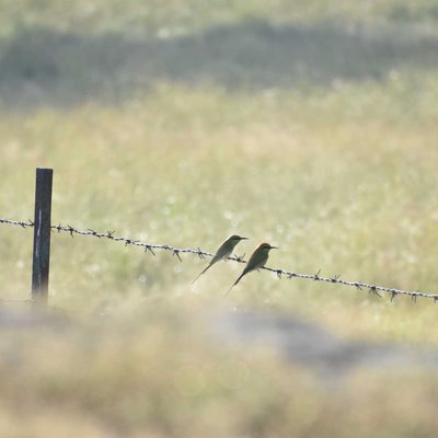 Asian green bee-eater

Birds

