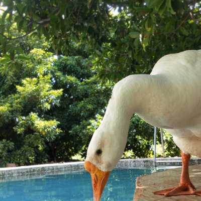 Farm house pet 