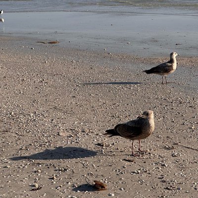 🐦 