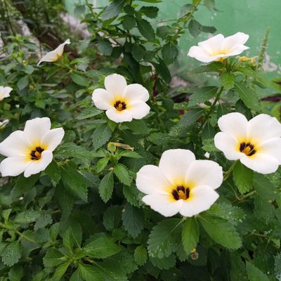 turnera