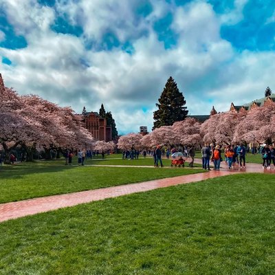 Cherry Blossoms 🌸 