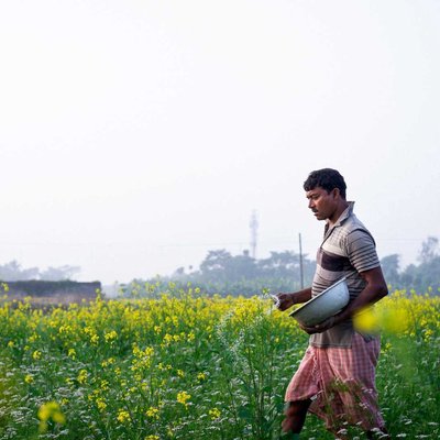 Mustard Field 