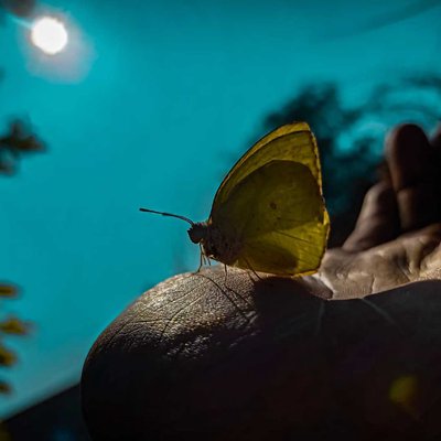 Catopsilia pyranthe comments on post 