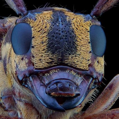 MacroPhone