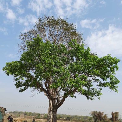 Beautiful Nature
