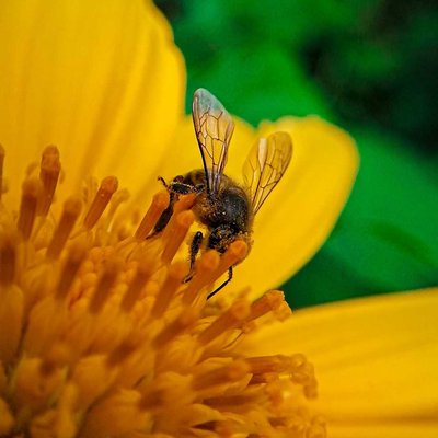 bee on the sunflower 🌻 