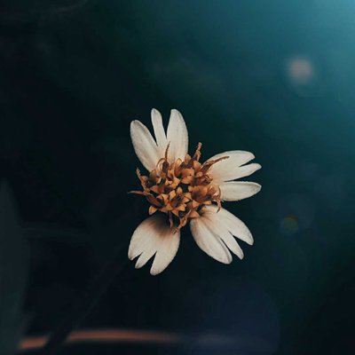 cute little flower🌼🌺 