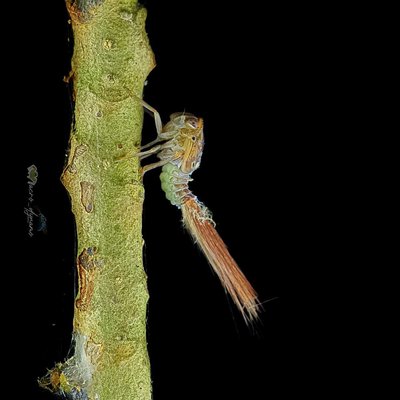 Baby Planthopper 