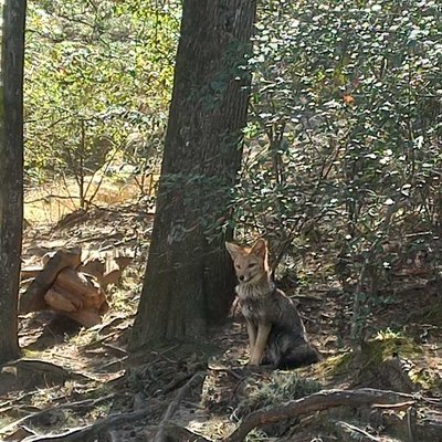 zorrito! 😍