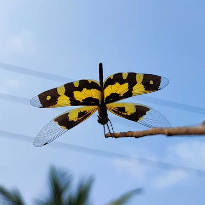 Rare Dragonfly