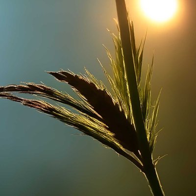 silhouette stem