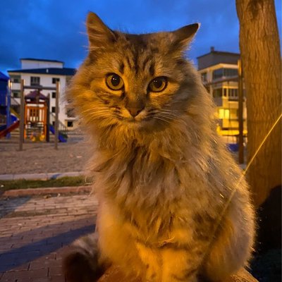 göz DEĞİL nakış