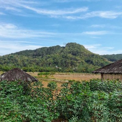 Ladang singkong