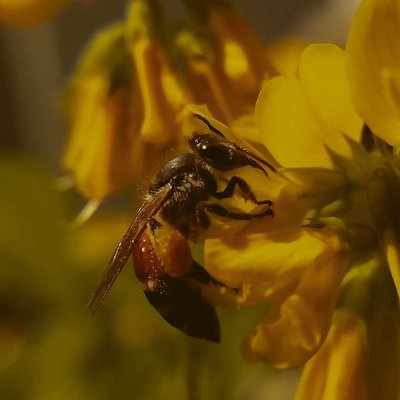 Bee..🐝