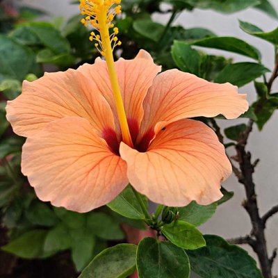 Orange hibiscus 