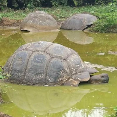 Galápagos Tortoise 🐢🐢