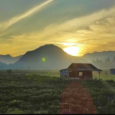 SUNRICE