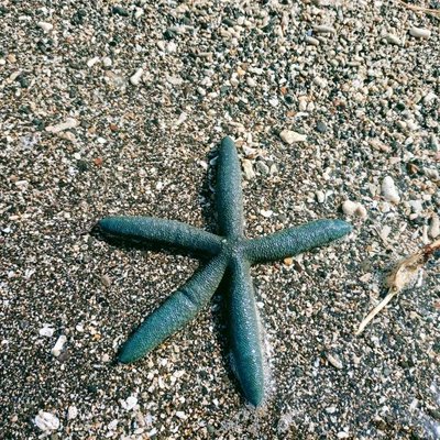 Star Fish ⭐