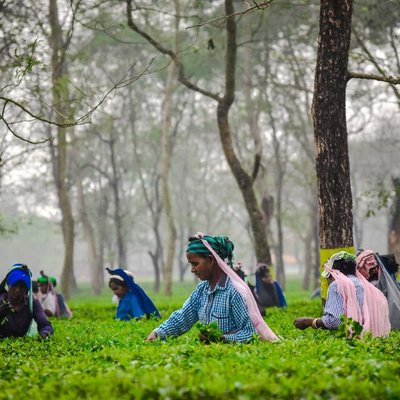 Tea plucking 🌿