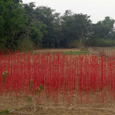 The red field