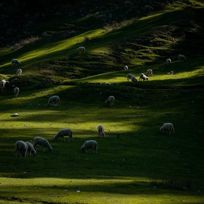 Sheep herd at a beautiful meadow 
