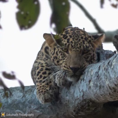 The Leopard Series