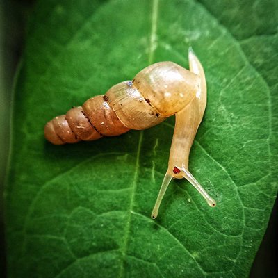 Siput