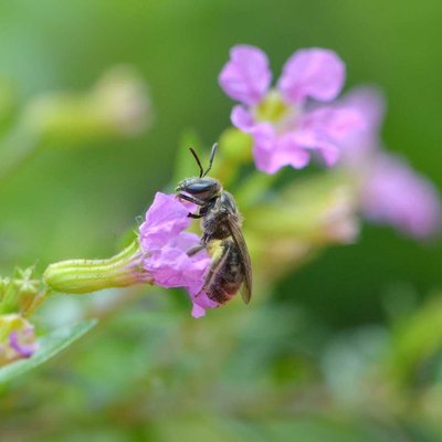 Halictus sp.