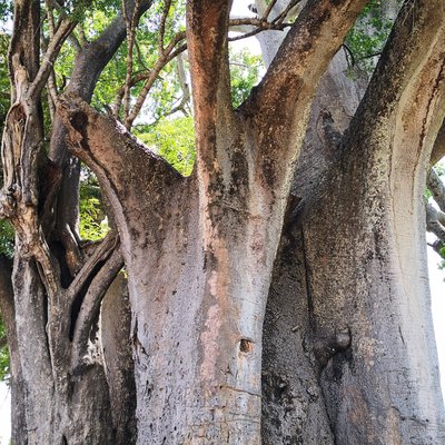 Baobab tree