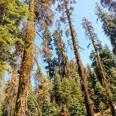 Hiking in the Sequoias!