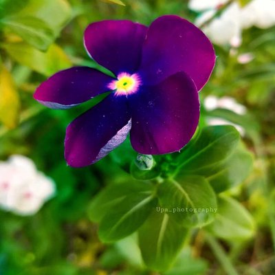 Catharanthus 😍