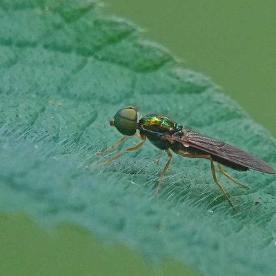 The Flies