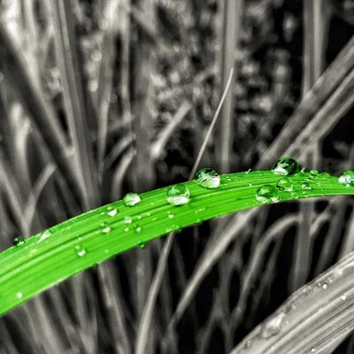 Rain droplets .