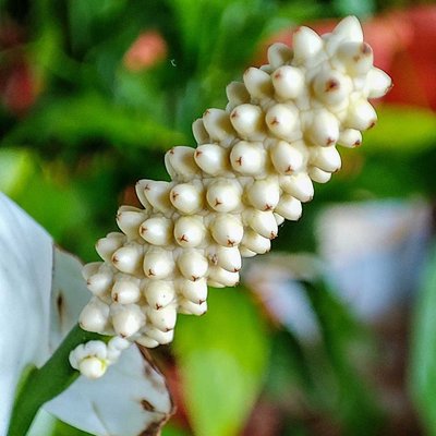 Macro