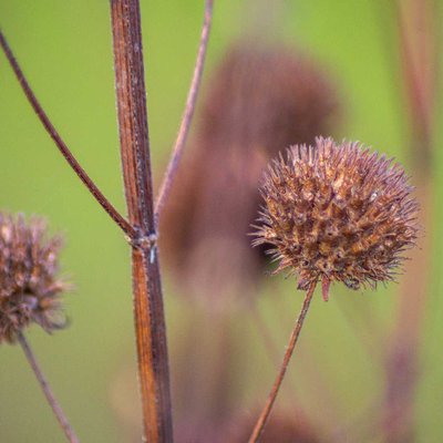 Dried Flowers
