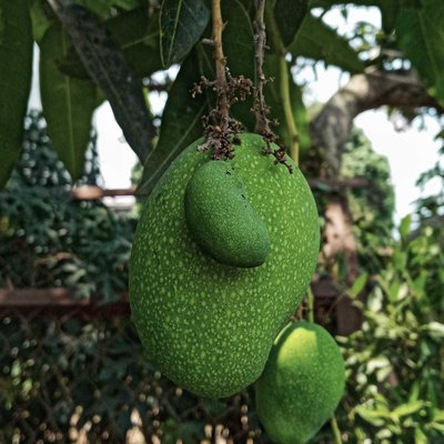 mango